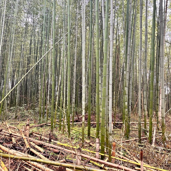 Meet your Posher, Emmy’s Edit - Picture 3 of 16